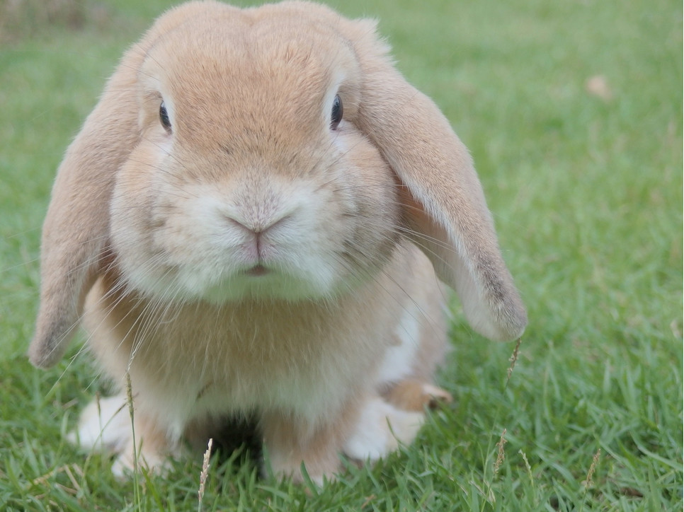 Jakie są kłapouche króliki baranki miniaturowe? Encyklopedia ras