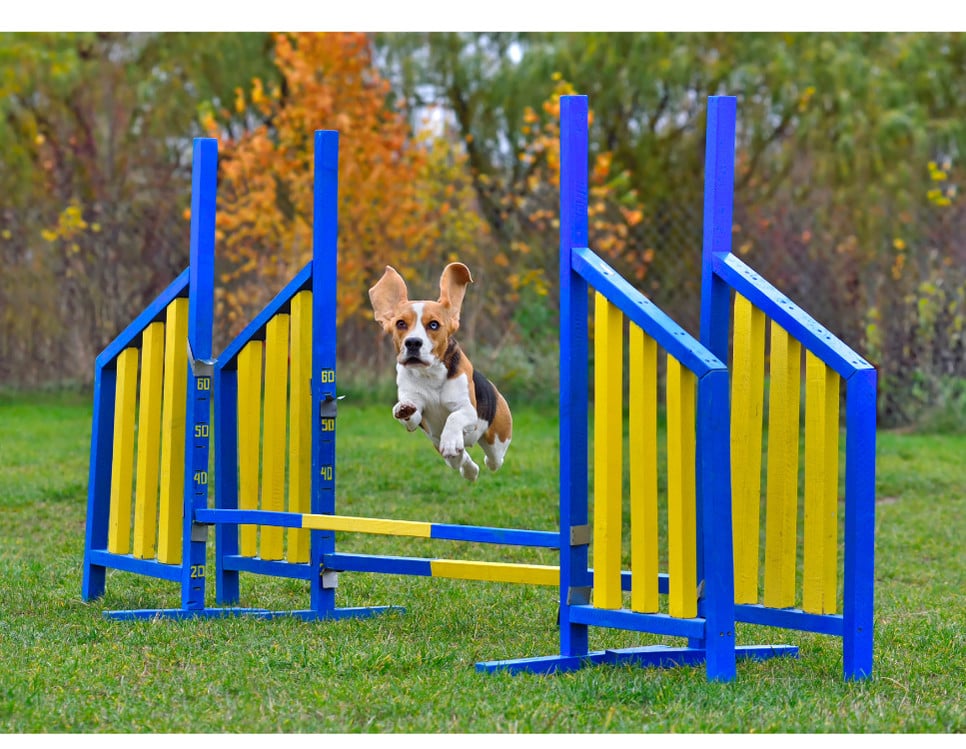 Jak zacząć ćwiczyć i co trzeba wiedzieć o agility dla psów?