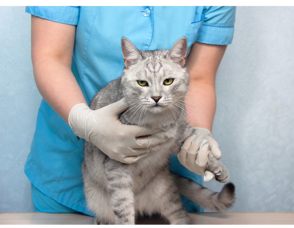 Jak objawiają się zaburzenia genetyczne u kotów?