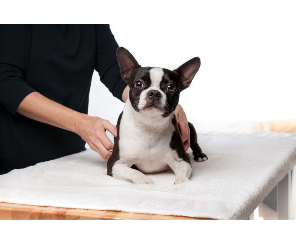 Jak prawidłowo wykonać masaż psa?
