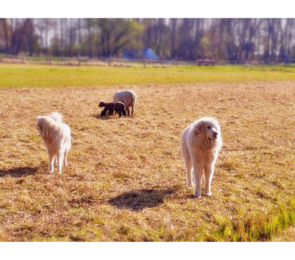 Pirenejskie psy górskie są starą rasą i należą do grupy psów stróżujących.